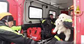 Illustration for article titled Three Puppies Rescued After Deadly Italian Avalanche